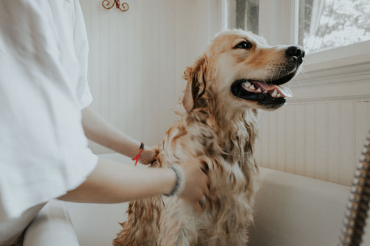 7 Helpful Ways to Restrain a Dog While Grooming at Home