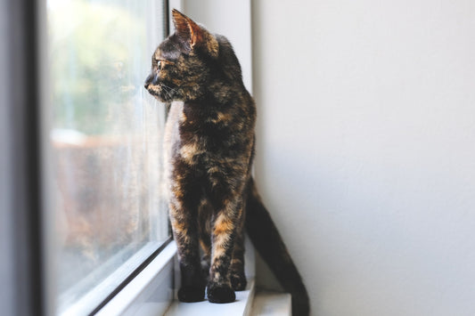 Why do indoor cats look out the window? What you can do to prevent house cats from feeling stressed