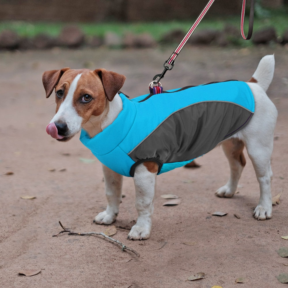 jackets for dogs to keep them warm