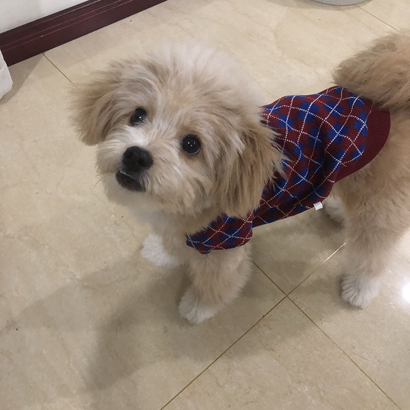 cute yorkie clothes