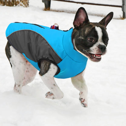 dog snow coats