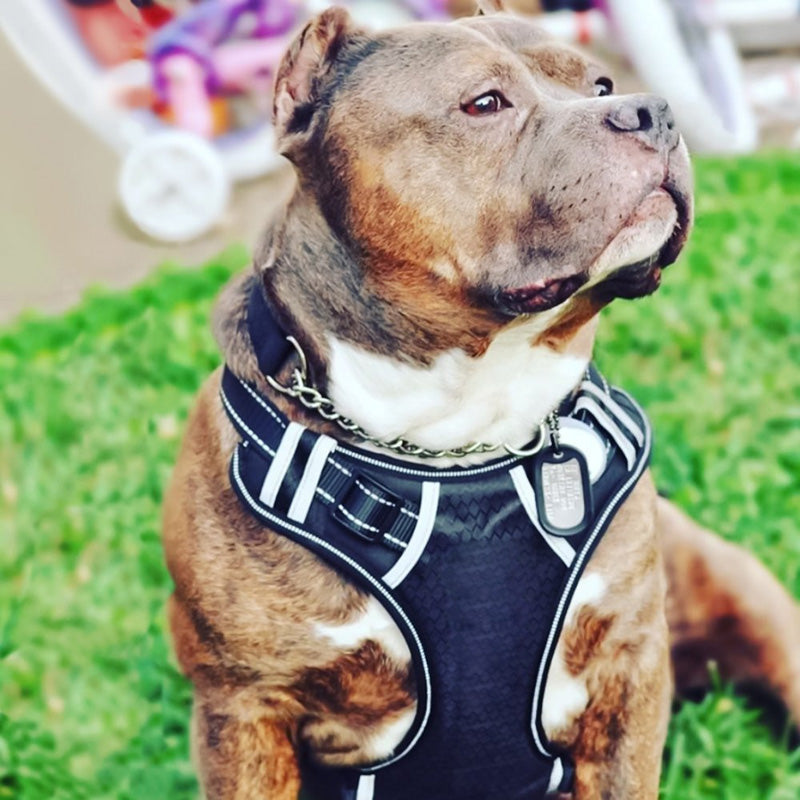 Adjustbale No Pull Personalized Dog Harness Collar Dog Reflective Vest Nylon Dog Harness