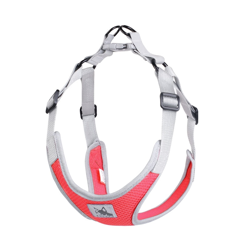 jack russell puppy harness
