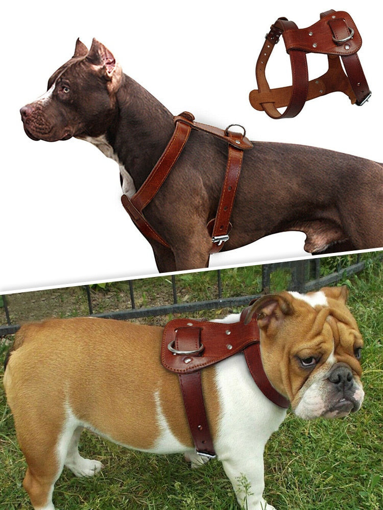 medium leather dog harness