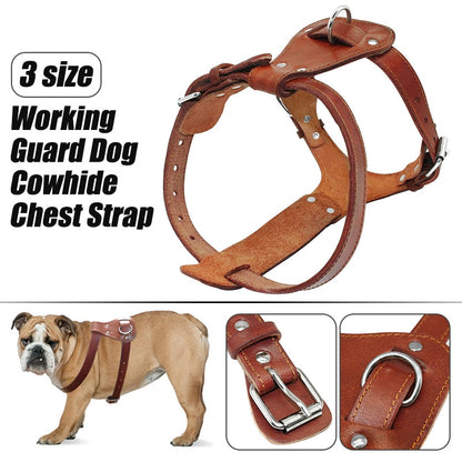buddy belt harness