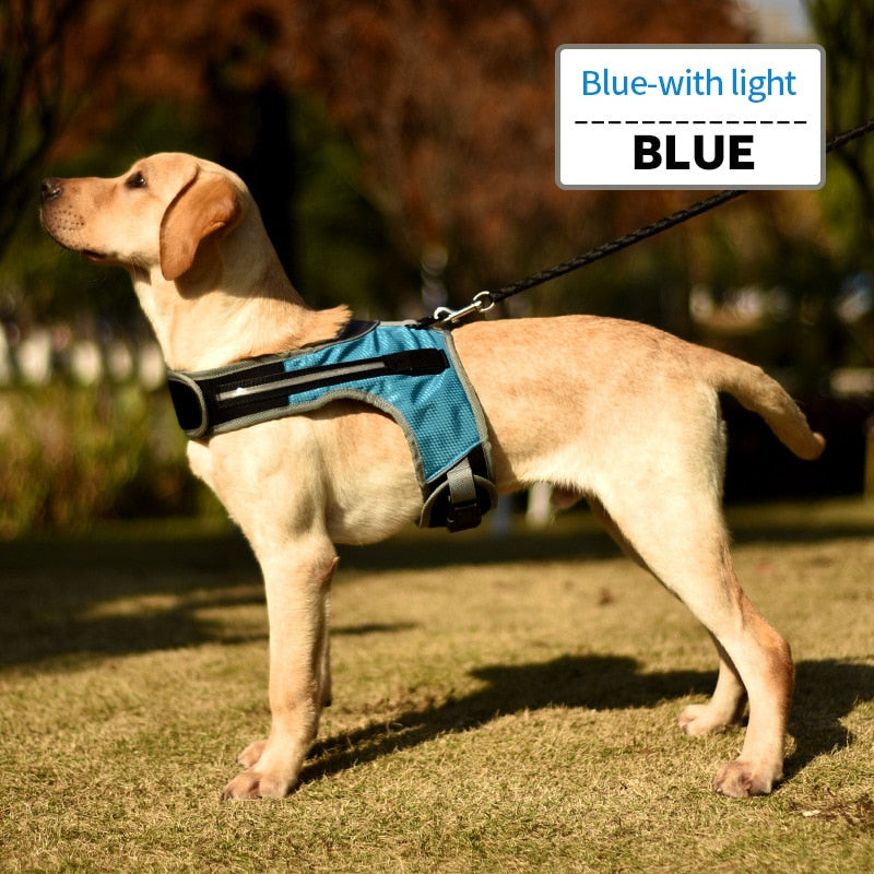 best harness for labs