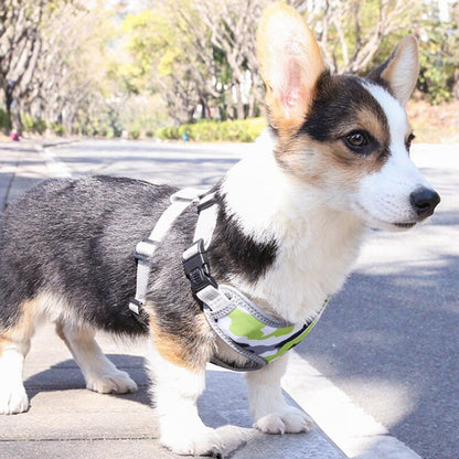 best harness for corgi dogs
