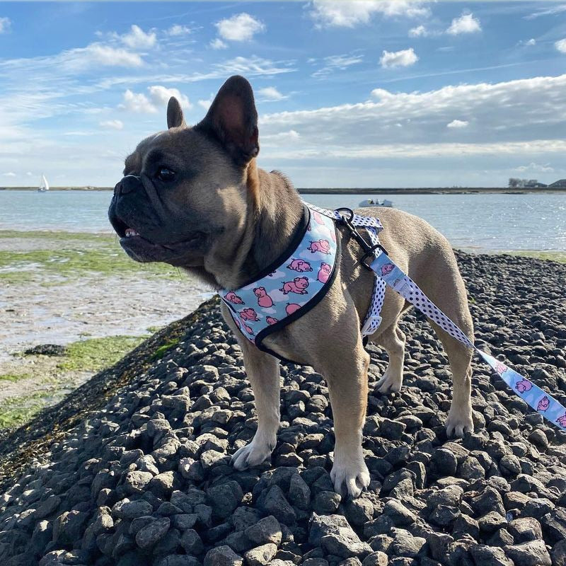 dog harness for french bulldogs