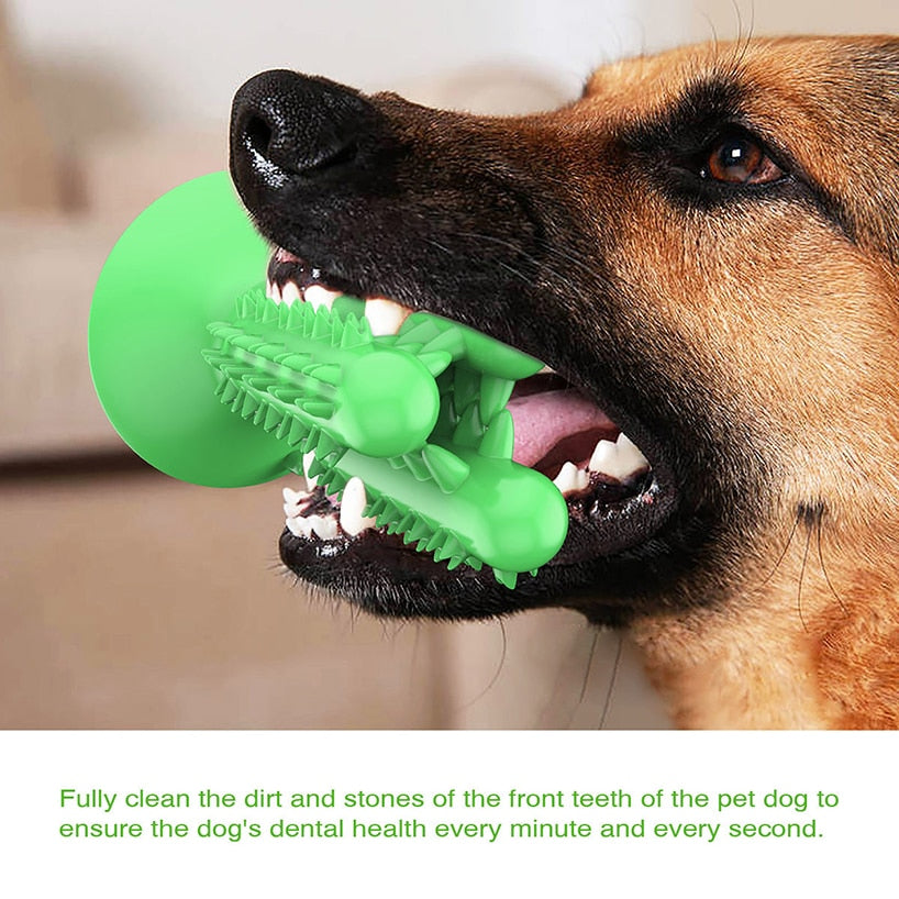 how to brush dog's teeth