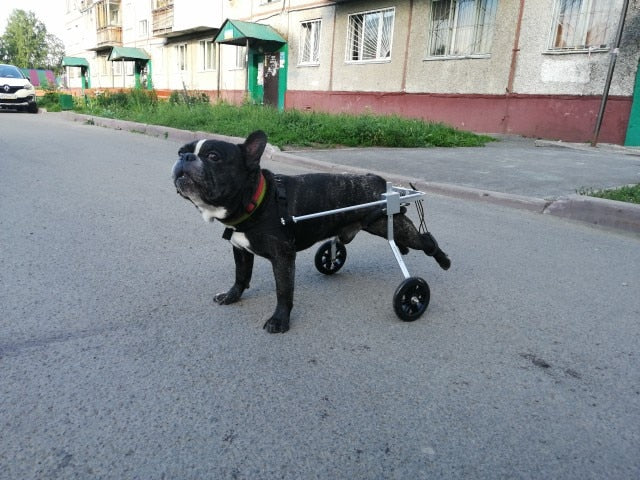 Wheel Chairs For Dogs