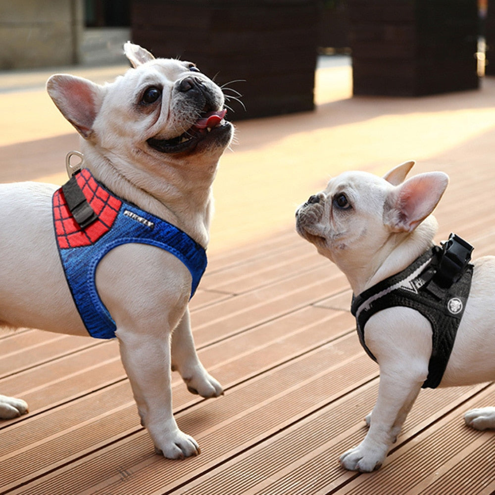 Best Harness For Small Dogs