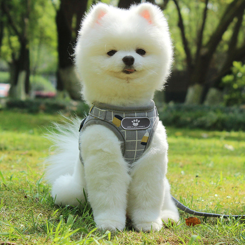 cute harness for small dogs