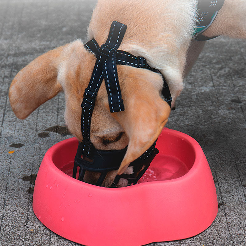 Dog muzzles best sale that allow drinking