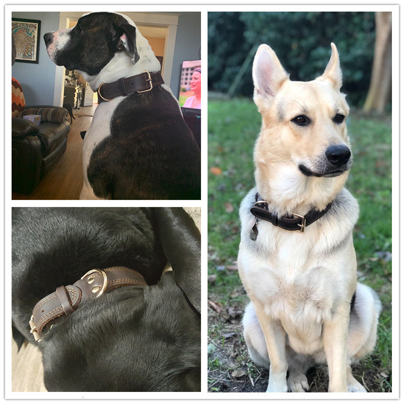 leather choker collar dog