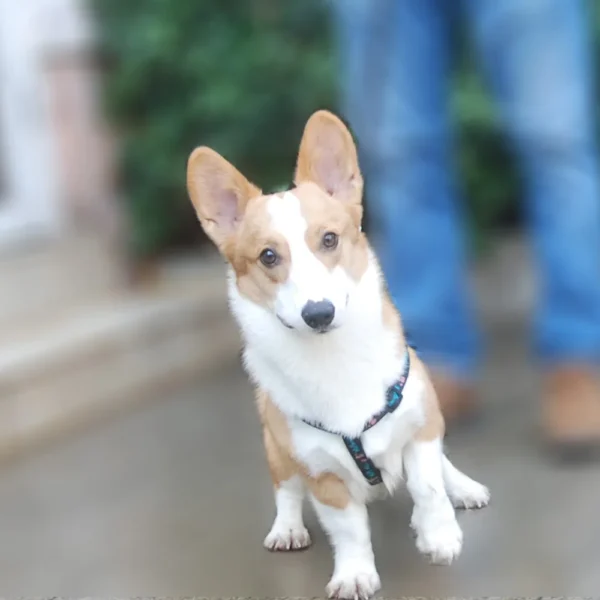 Adjustable Dog Harness For Corgi Puppy - Image 2