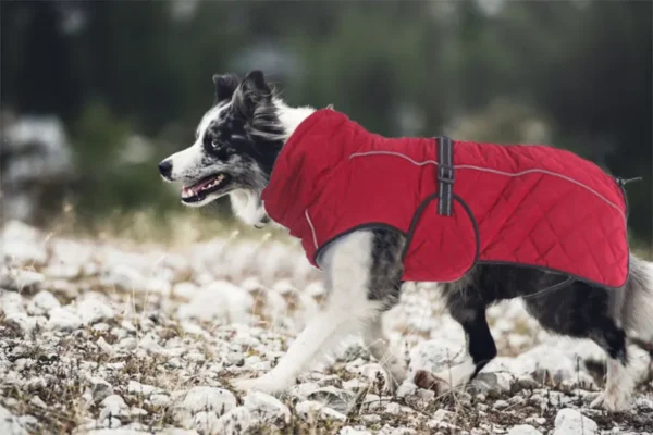 Winter Dog Jacket For Labrador Akita Shepherd