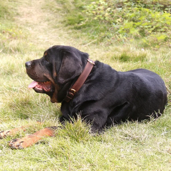 Genuine Leather Collar For Dogs Leather Dog Collar - Image 6